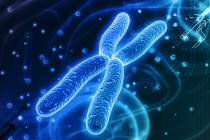 Chromosome