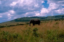 Maasai Mara Reserve